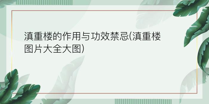 滇重楼的作用与功效禁忌(滇重楼图片大全大图)