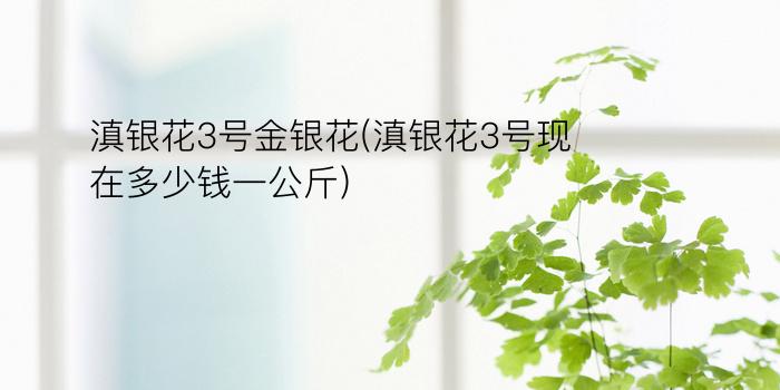 滇银花3号金银花(滇银花3号现在多少钱一公斤)