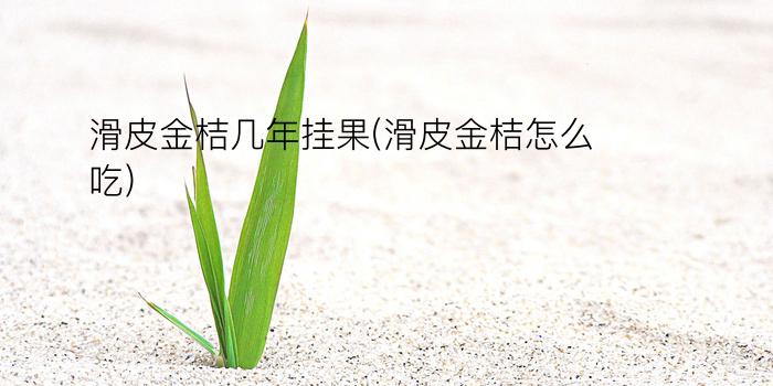 滑皮金桔几年挂果(滑皮金桔怎么吃)