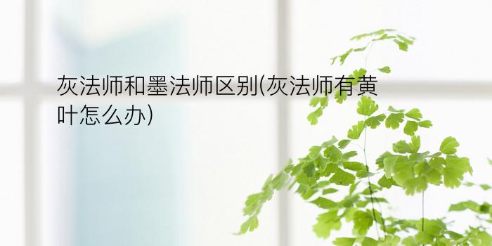 灰法师和墨法师区别(灰法师有黄叶怎么办)