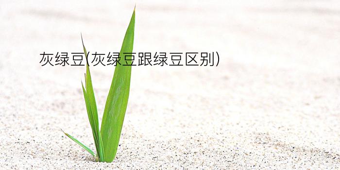 灰绿豆(灰绿豆跟绿豆区别)