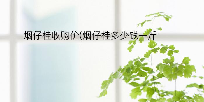 烟仔桂收购价(烟仔桂多少钱一斤)