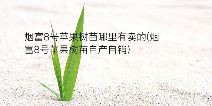 烟富8号苹果树苗哪里有卖的(烟富8号苹果树苗自产自销)