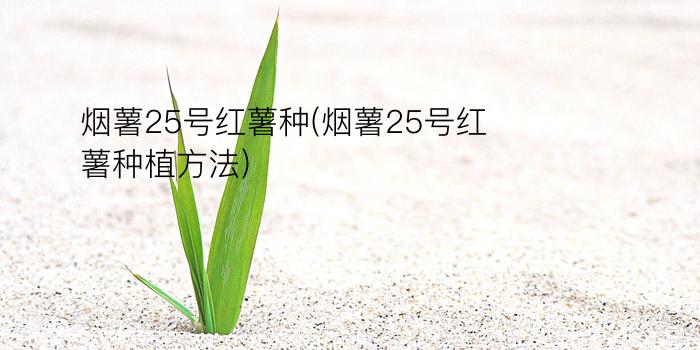 烟薯25号红薯种(烟薯25号红薯种植方法)