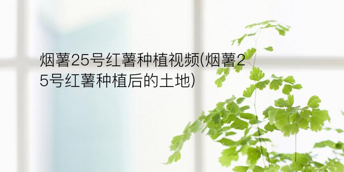 烟薯25号红薯种植视频(烟薯25号红薯种植后的土地)