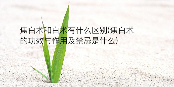 焦白术和白术有什么区别(焦白术的功效与作用及禁忌是什么)