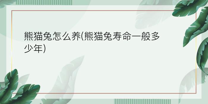 熊猫兔怎么养?(熊猫兔寿命一般多少年)