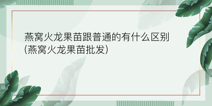 燕窝火龙果苗跟普通的有什么区别(燕窝火龙果苗批发)