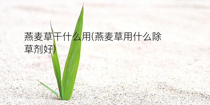 燕麦草干什么用(燕麦草用什么除草剂好)