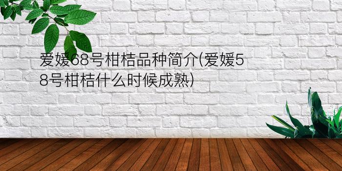 爱媛68号柑桔品种简介(爱媛58号柑桔什么时候成熟)