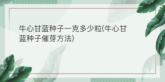 牛心甘蓝种子一克多少粒(牛心甘蓝种子催芽方法)