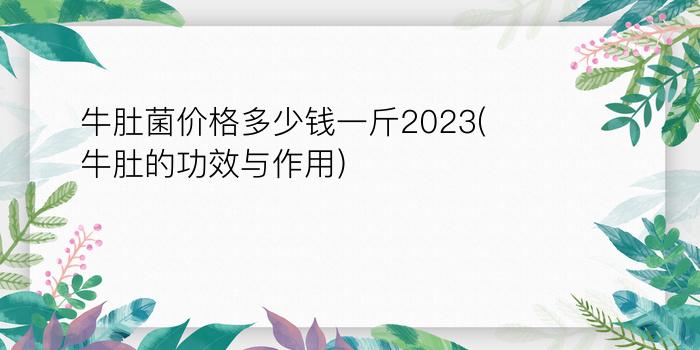 牛肚菌价格多少钱一斤2023(牛肚的功效与作用)