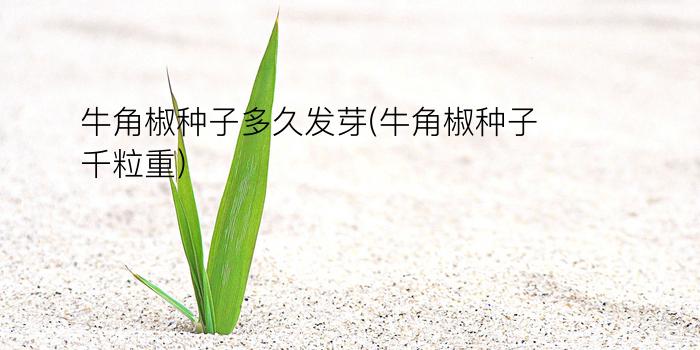 牛角椒种子多久发芽(牛角椒种子千粒重)