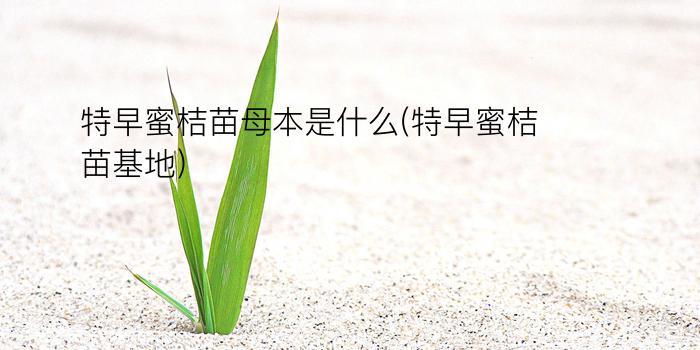 特早蜜桔苗母本是什么(特早蜜桔苗基地)