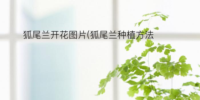 狐尾兰开花图片(狐尾兰种植方法)