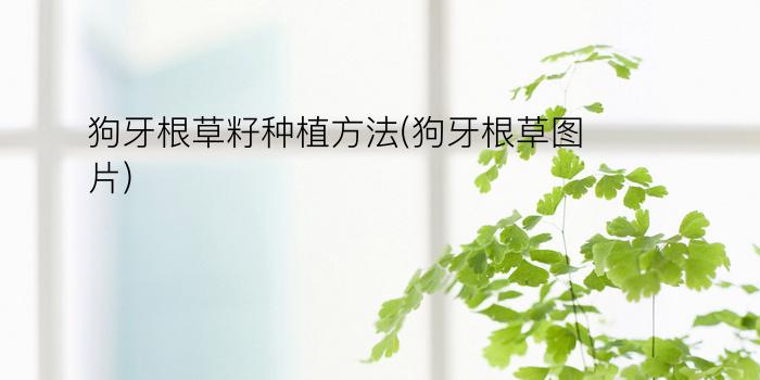 狗牙根草籽种植方法(狗牙根草图片)