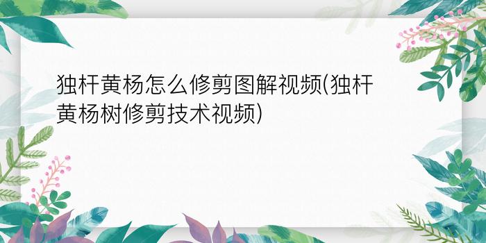 独杆黄杨怎么修剪图解视频(独杆黄杨树修剪技术视频)