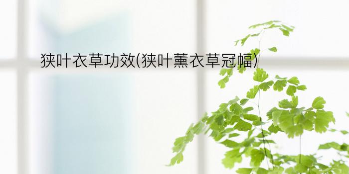 狭叶衣草功效(狭叶薰衣草冠幅)