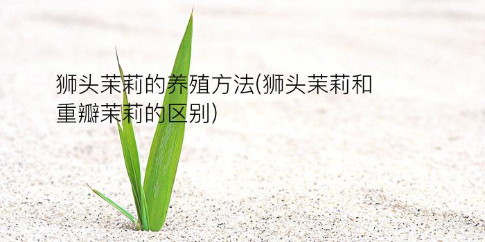 狮头茉莉的养殖方法(狮头茉莉和重瓣茉莉的区别)