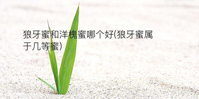 狼牙蜜和洋槐蜜哪个好(狼牙蜜属于几等蜜)