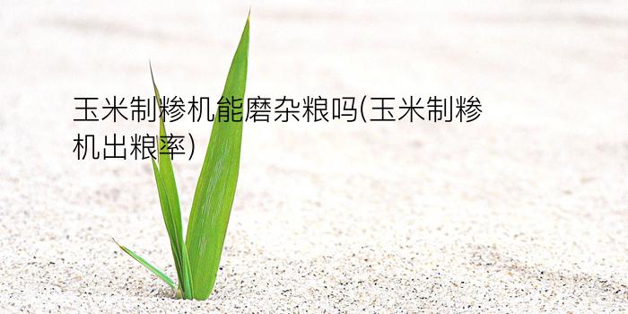 玉米制糁机能磨杂粮吗(玉米制糁机出粮率)