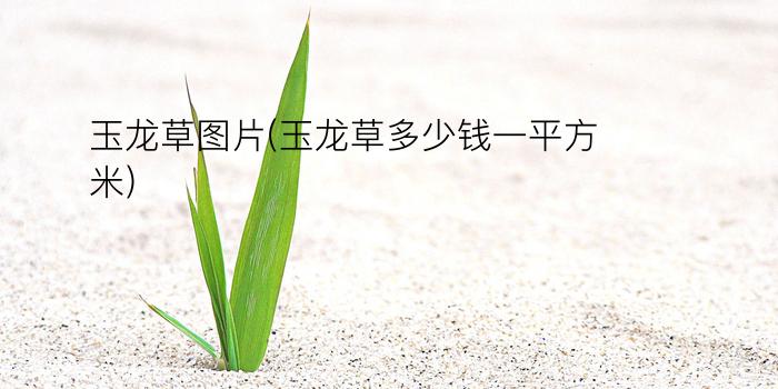 玉龙草图片(玉龙草多少钱一平方米)