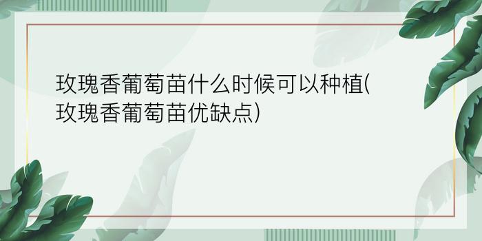 玫瑰香葡萄苗什么时候可以种植(玫瑰香葡萄苗优缺点)