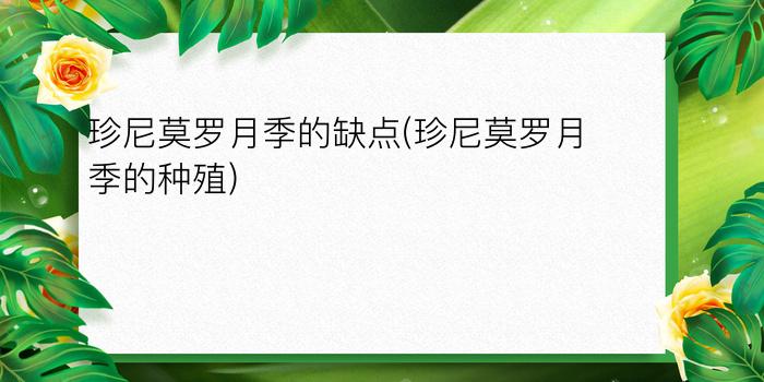 珍尼莫罗月季的缺点(珍尼莫罗月季的种殖)