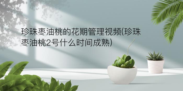 珍珠枣油桃的花期管理视频(珍珠枣油桃2号什么时间成熟)