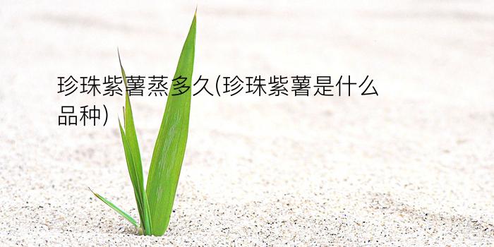 珍珠紫薯蒸多久(珍珠紫薯是什么品种)