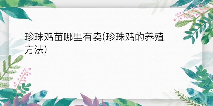 珍珠鸡苗哪里有卖(珍珠鸡的养殖方法)