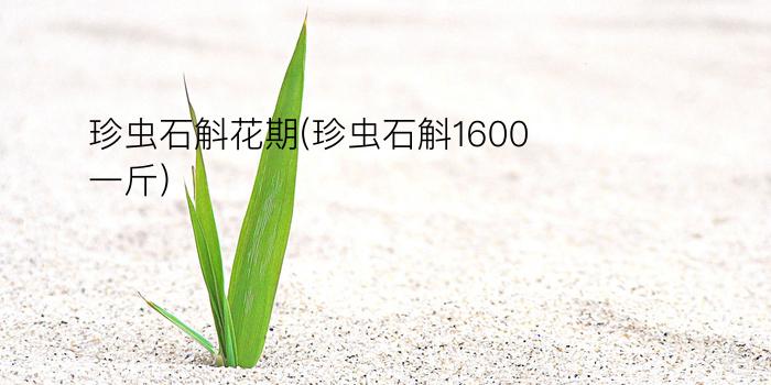 珍虫石斛花期(珍虫石斛1600一斤)