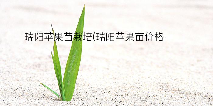 瑞阳苹果苗栽培(瑞阳苹果苗价格)