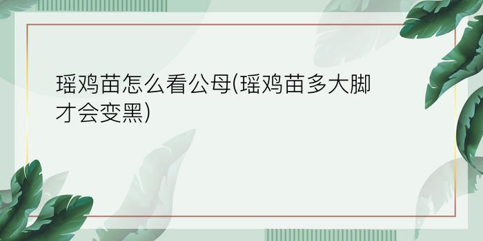 瑶鸡苗怎么看公母(瑶鸡苗多大脚才会变黑)