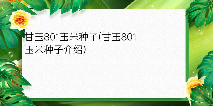 甘玉801玉米种子(甘玉801玉米种子介绍)