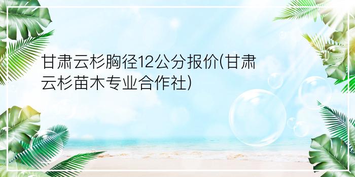 甘肃云杉胸径12公分报价(甘肃云杉苗木专业合作社)