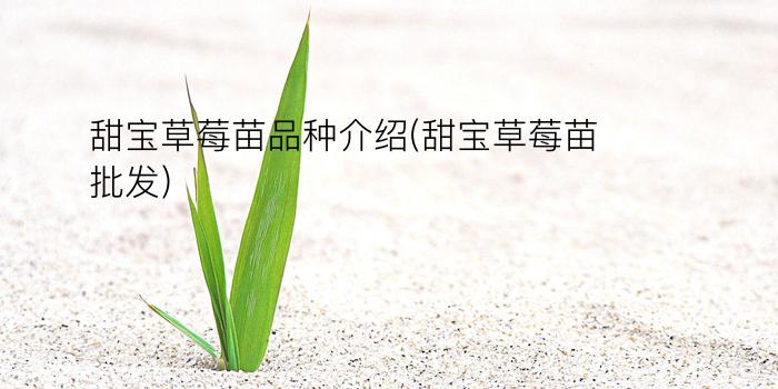 甜宝草莓苗品种介绍(甜宝草莓苗批发)