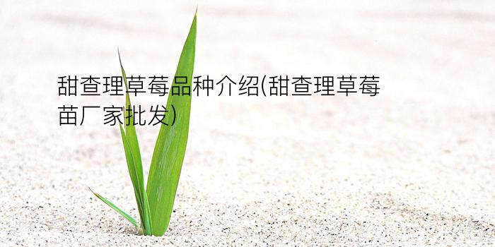 甜查理草莓品种介绍(甜查理草莓苗厂家批发)