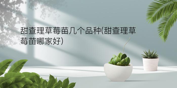 甜查理草莓苗几个品种(甜查理草莓苗哪家好)