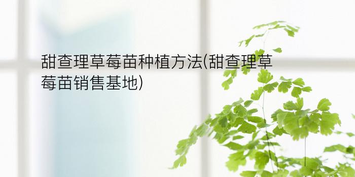 甜查理草莓苗种植方法(甜查理草莓苗销售基地)