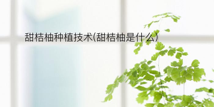 甜桔柚种植技术(甜桔柚是什么)