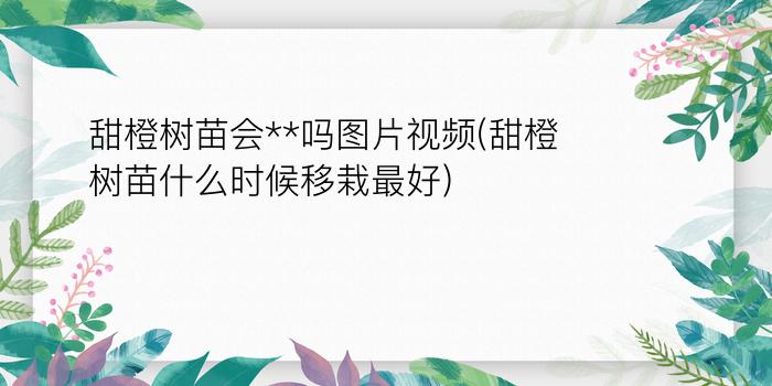 甜橙树苗会**吗图片视频(甜橙树苗什么时候移栽最好)