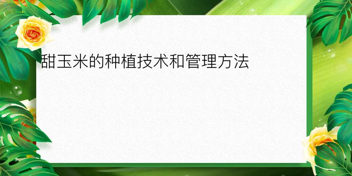 甜玉米的种植技术和管理方法