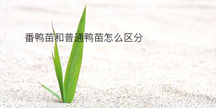 番鸭苗和普通鸭苗怎么区分