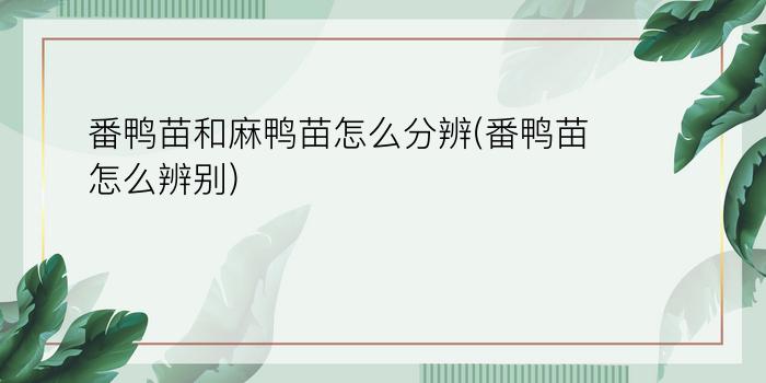 番鸭苗和麻鸭苗怎么分辨(番鸭苗怎么辨别)