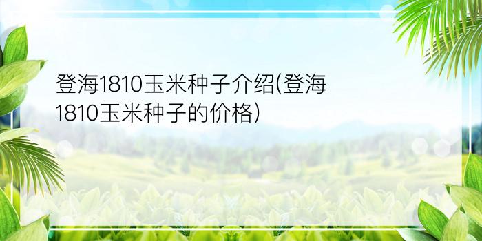 登海1810玉米种子介绍(登海1810玉米种子的价格)