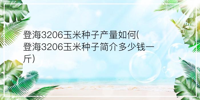 登海3206玉米种子产量如何(登海3206玉米种子简介多少钱一斤?)