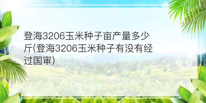 登海3206玉米种子亩产量多少斤(登海3206玉米种子有没有经过国审)