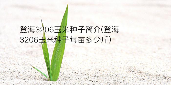 登海3206玉米种子简介(登海3206玉米种子每亩多少斤)