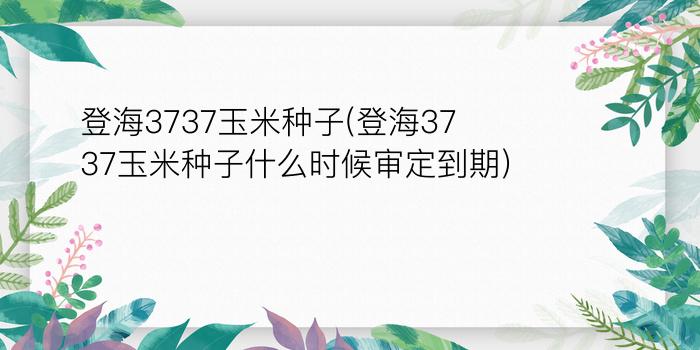 登海3737玉米种子(登海3737玉米种子什么时候审定到期)